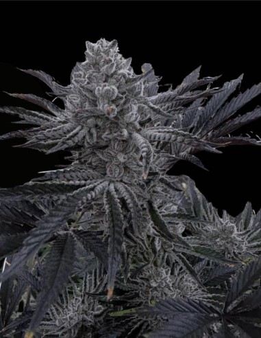 Butter Balm (Solfire Gardens) 🍦 Hybride Indica Vanilla Gas