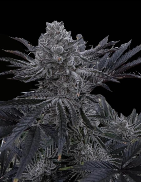 Butter Balm (Solfire Gardens) 🍦 Hybride Indica Vanilla Gas