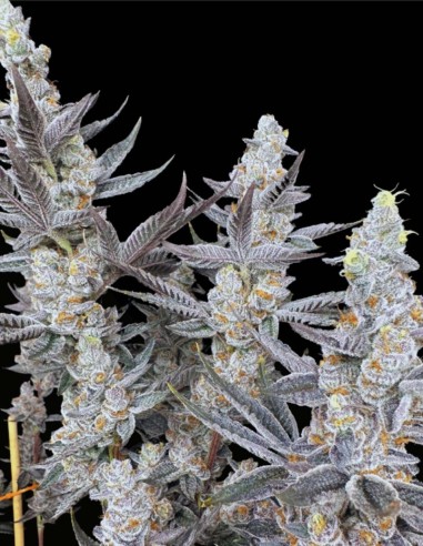 Diamond Daggers (Solfire Gardens) ⛽ Saveur puissante de gas