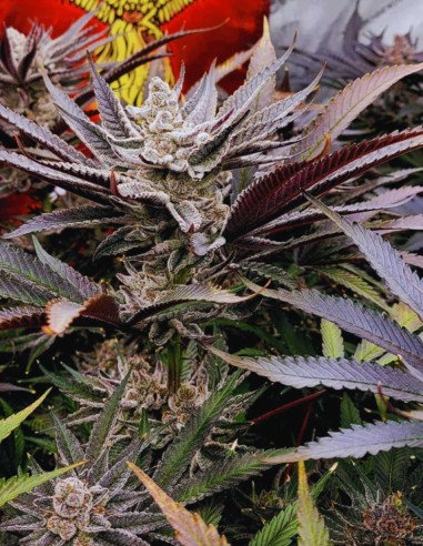 FX3 (Solfire Gardens) 🍊 Puissance agrumes diesel