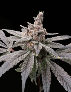 Gasserole (Solfire Gardens) 🍰 Dessert-Gas-Power