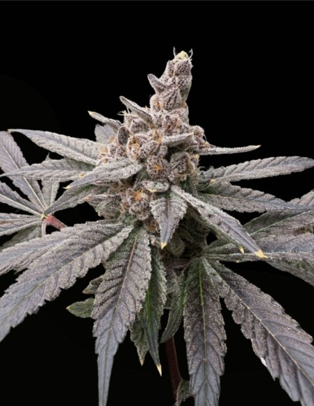 Gasserole (Solfire Gardens) 🍰 Puissance dessert gas