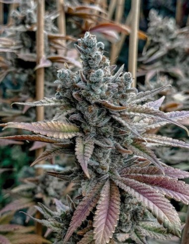 Lemon Elixir (Solfire Gardens) 🍋 Floraison rapide