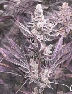 Lil Sumpin Sumpin (Solfire Gardens) ❄️ Frostige Buds