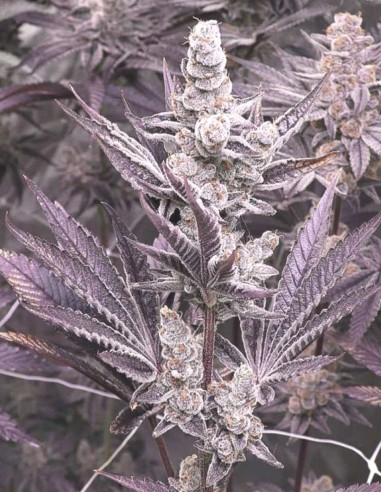 Lil Sumpin Sumpin (Solfire Gardens) ❄️ Têtes givrées