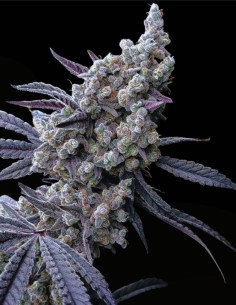 Pineapple Pucker (Solfire Gardens) 🌴 Große Größe Baue