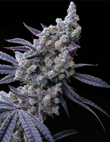 Pineapple Pucker (Solfire Gardens) 🌴 Grande Taille Cultivez