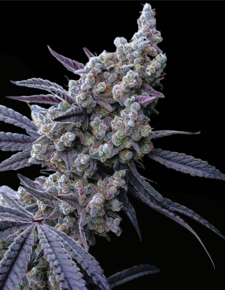 Pineapple Pucker (Solfire Gardens) 🌴 Grande Taille Cultivez