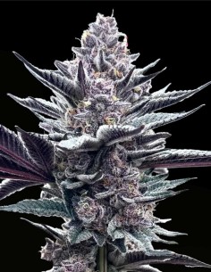 Pink Milk (Solfire Gardens) 🍓 Süßer Beeren-Hybrid