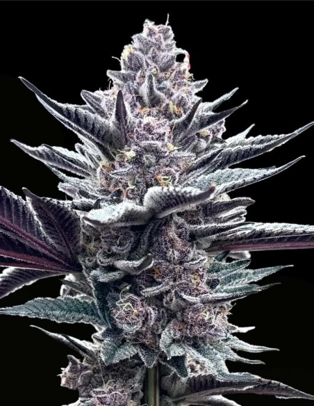 Pink Milk (Solfire Gardens) 🍓 Ibrido dolce ai frutti di bosco