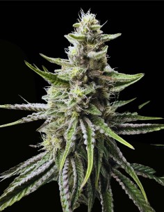 Trich Beast (Solfire Gardens) 🧠 Kreativer THC-Kick