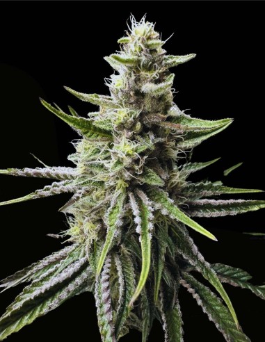 Trich Beast (Solfire Gardens) 🧠 Une frappe de THC créative