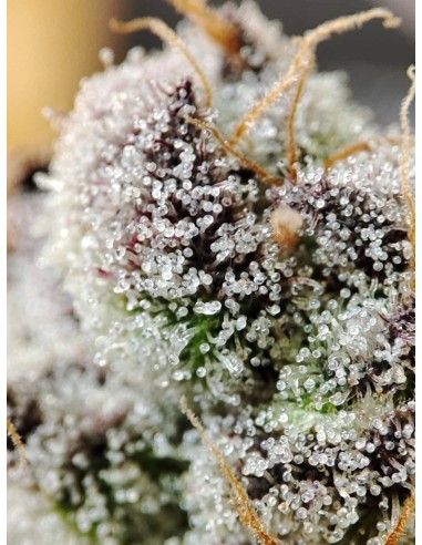 Adventure Mix : Édition Sweet Pink Grapefruit par Spice of Life Seeds