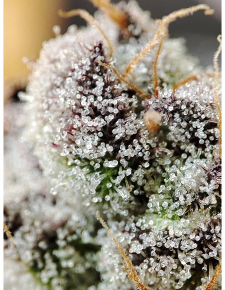 Adventure Mix : Édition Sweet Pink Grapefruit par Spice of Life Seeds