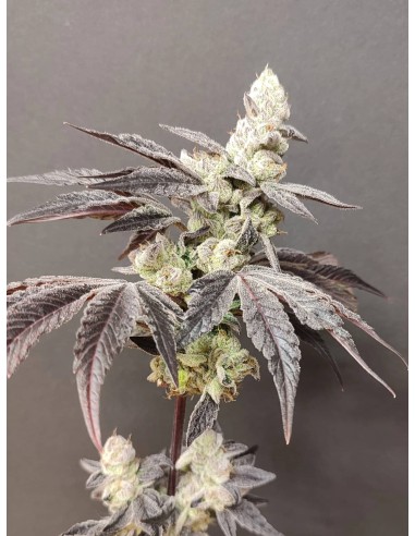 Adventure Mix : Édition Sweet Pink Grapefruit par Spice of Life Seeds