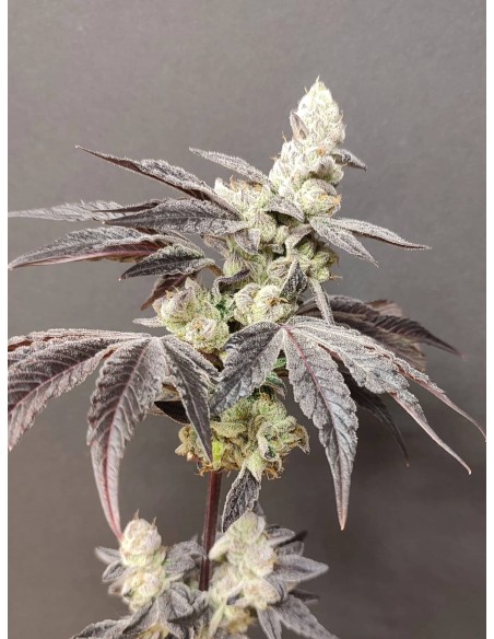 Adventure Mix : Édition Sweet Pink Grapefruit par Spice of Life Seeds