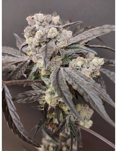 Adventure Mix : Édition Sweet Pink Grapefruit par Spice of Life Seeds