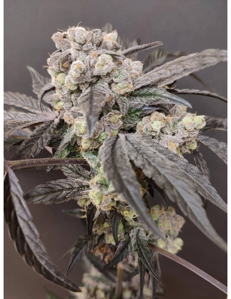 Adventure Mix : Édition Sweet Pink Grapefruit par Spice of Life Seeds