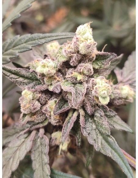 Adventure Mix : Édition Sweet Pink Grapefruit par Spice of Life Seeds