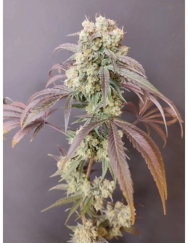 Adventure Mix : Édition Sweet Pink Grapefruit par Spice of Life Seeds