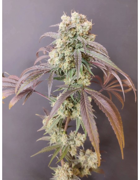 Adventure Mix : Édition Sweet Pink Grapefruit par Spice of Life Seeds