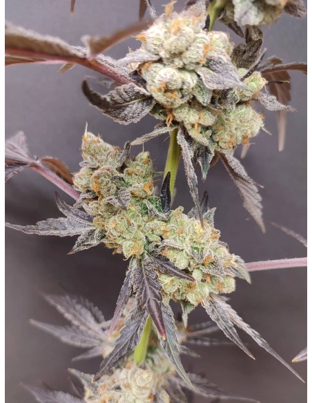 Adventure Mix : Édition Sweet Pink Grapefruit par Spice of Life Seeds