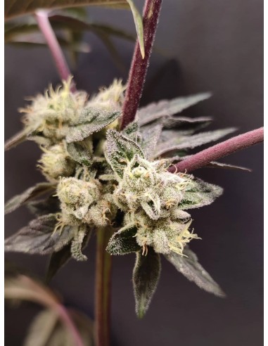 Adventure Mix : Édition Sweet Pink Grapefruit par Spice of Life Seeds