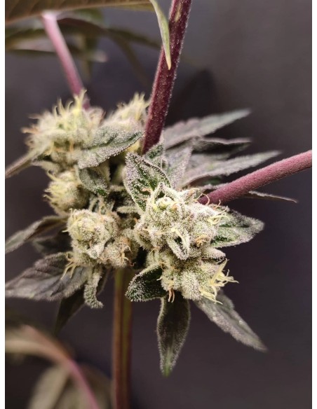 Adventure Mix : Édition Sweet Pink Grapefruit par Spice of Life Seeds