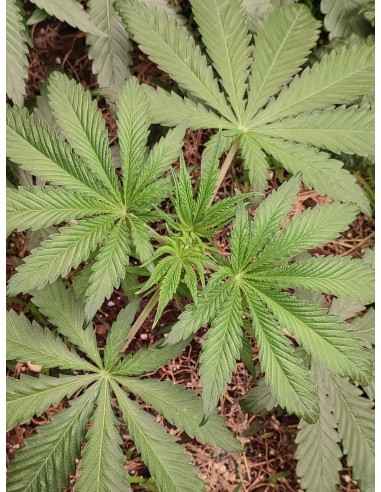 Adventure Mix : Édition Sweet Pink Grapefruit par Spice of Life Seeds