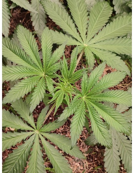 Adventure Mix : Édition Sweet Pink Grapefruit par Spice of Life Seeds