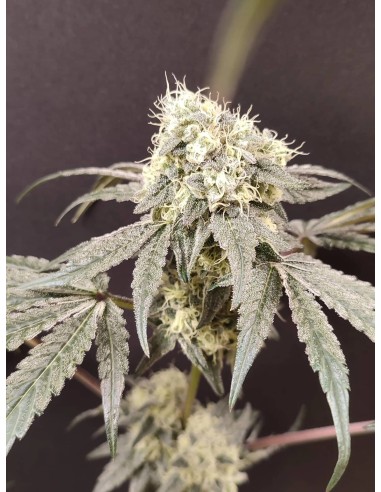 Adventure Mix : Édition Sweet Pink Grapefruit par Spice of Life Seeds