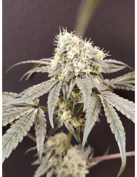 Adventure Mix : Édition Sweet Pink Grapefruit par Spice of Life Seeds