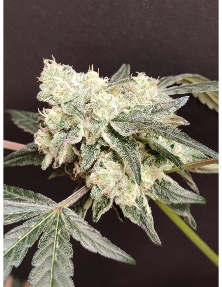 Adventure Mix : Édition Sweet Pink Grapefruit par Spice of Life Seeds