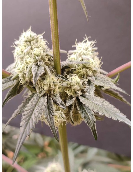 Adventure Mix : Édition Sweet Pink Grapefruit par Spice of Life Seeds