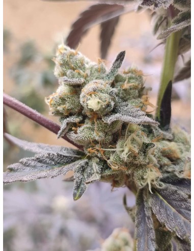 Adventure Mix : Édition Sweet Pink Grapefruit par Spice of Life Seeds