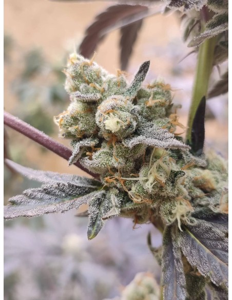 Adventure Mix : Édition Sweet Pink Grapefruit par Spice of Life Seeds