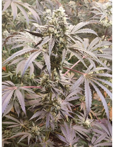 Adventure Mix : Édition Sweet Pink Grapefruit par Spice of Life Seeds