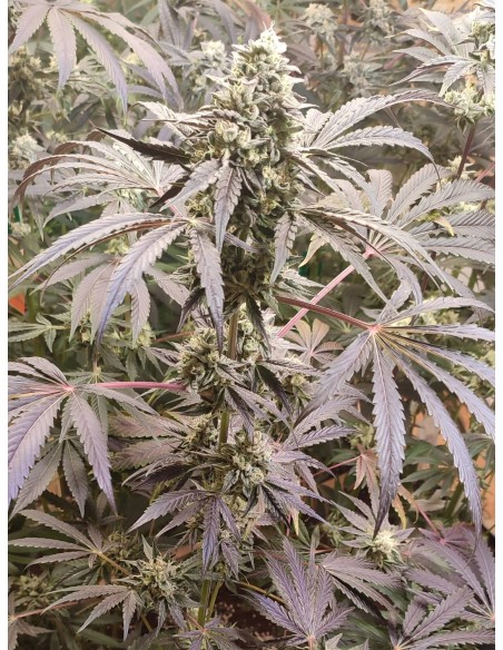 Adventure Mix : Édition Sweet Pink Grapefruit par Spice of Life Seeds