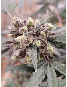 Adventure Mix: Sweet Pink Grapefruit Edition von Spice of Life Seeds