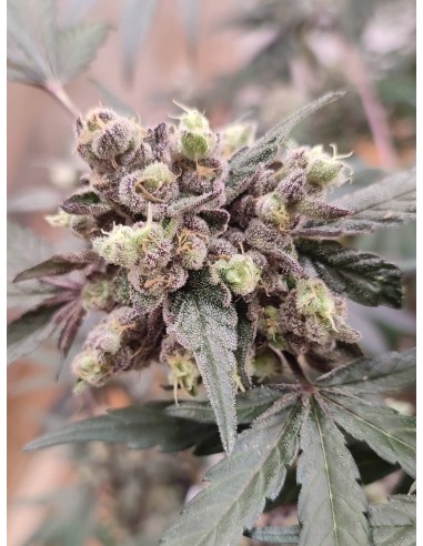 Adventure Mix : Édition Sweet Pink Grapefruit par Spice of Life Seeds