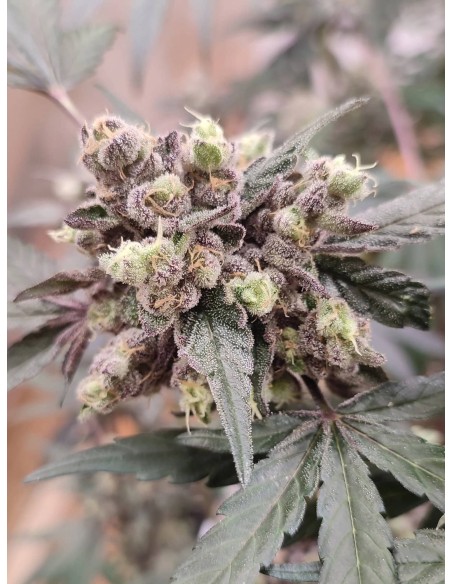 Adventure Mix : Édition Sweet Pink Grapefruit par Spice of Life Seeds