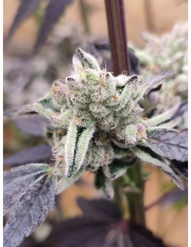 Adventure Mix : Édition Sweet Pink Grapefruit par Spice of Life Seeds