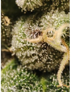 Adventure Mix: Shiskaberry Edition von Spice of Life Seeds 2