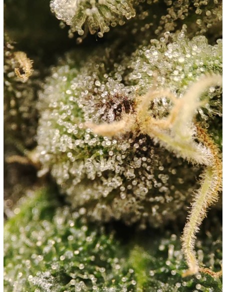 Adventure Mix : Édition Shiskaberry par Spice of Life Seeds