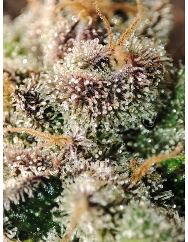 Adventure Mix : Édition Shiskaberry par Spice of Life Seeds