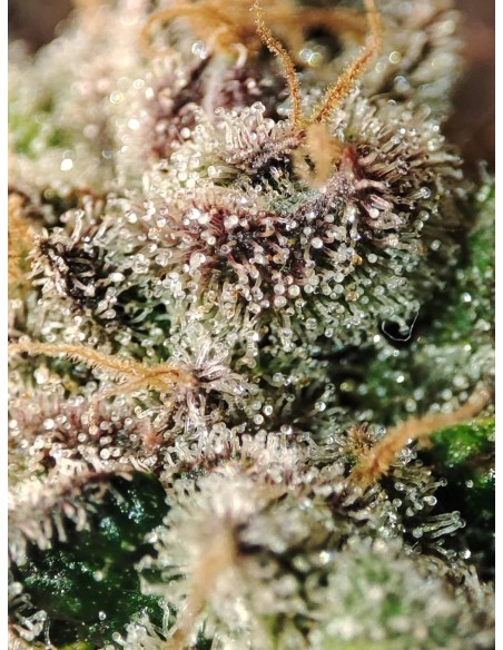 Adventure Mix : Édition Shiskaberry par Spice of Life Seeds