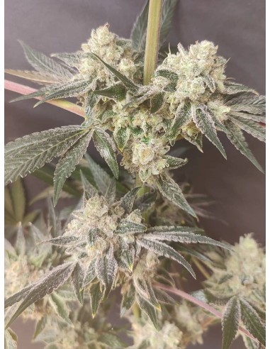 Adventure Mix : Édition Shiskaberry par Spice of Life Seeds