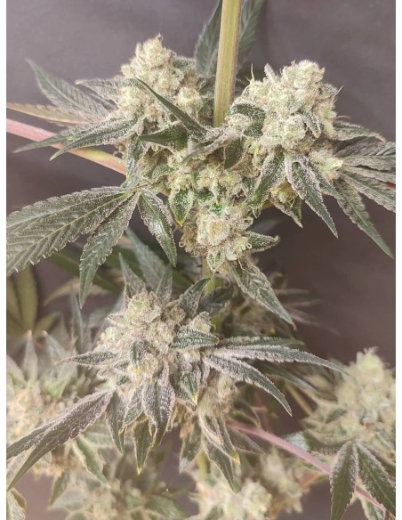 Adventure Mix : Édition Shiskaberry par Spice of Life Seeds