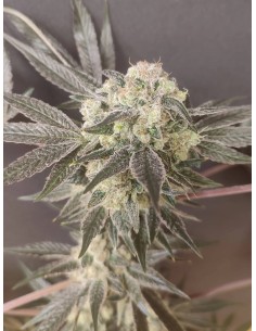 Adventure Mix: Shiskaberry Edition von Spice of Life Seeds