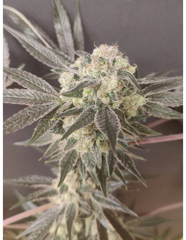 Adventure Mix : Édition Shiskaberry par Spice of Life Seeds